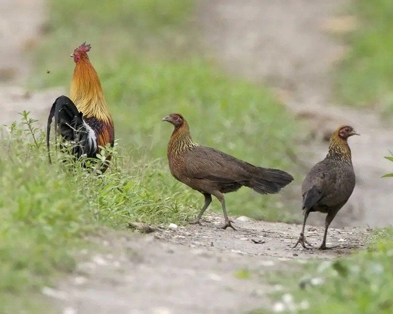 Gevraagd -  bankivahoenders, Dieren en Toebehoren, Pluimvee, Meerdere dieren, Kip