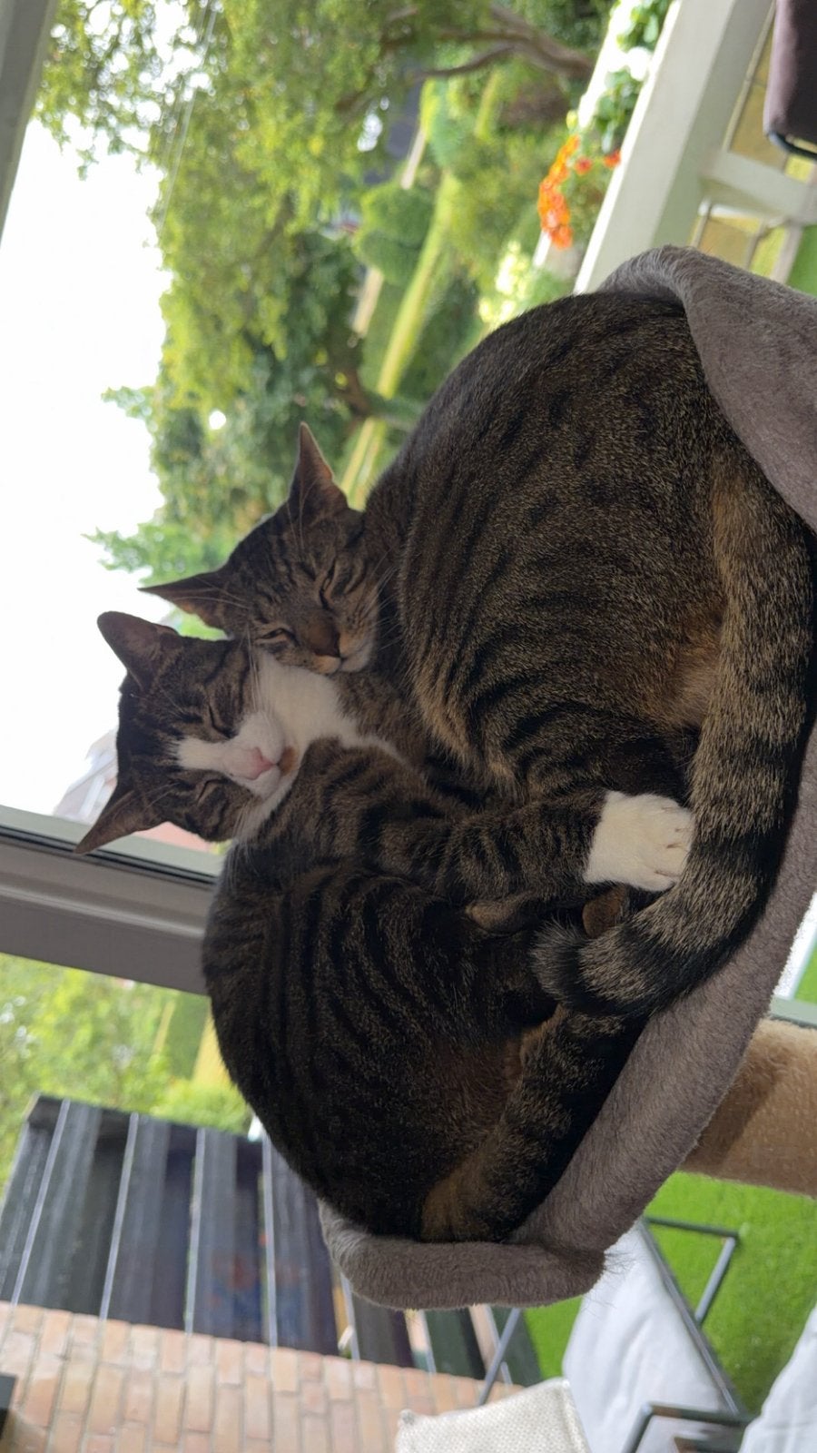 2 europese kortharen (broertjes) 1,5 jaar jong., Dieren en Toebehoren, Kater