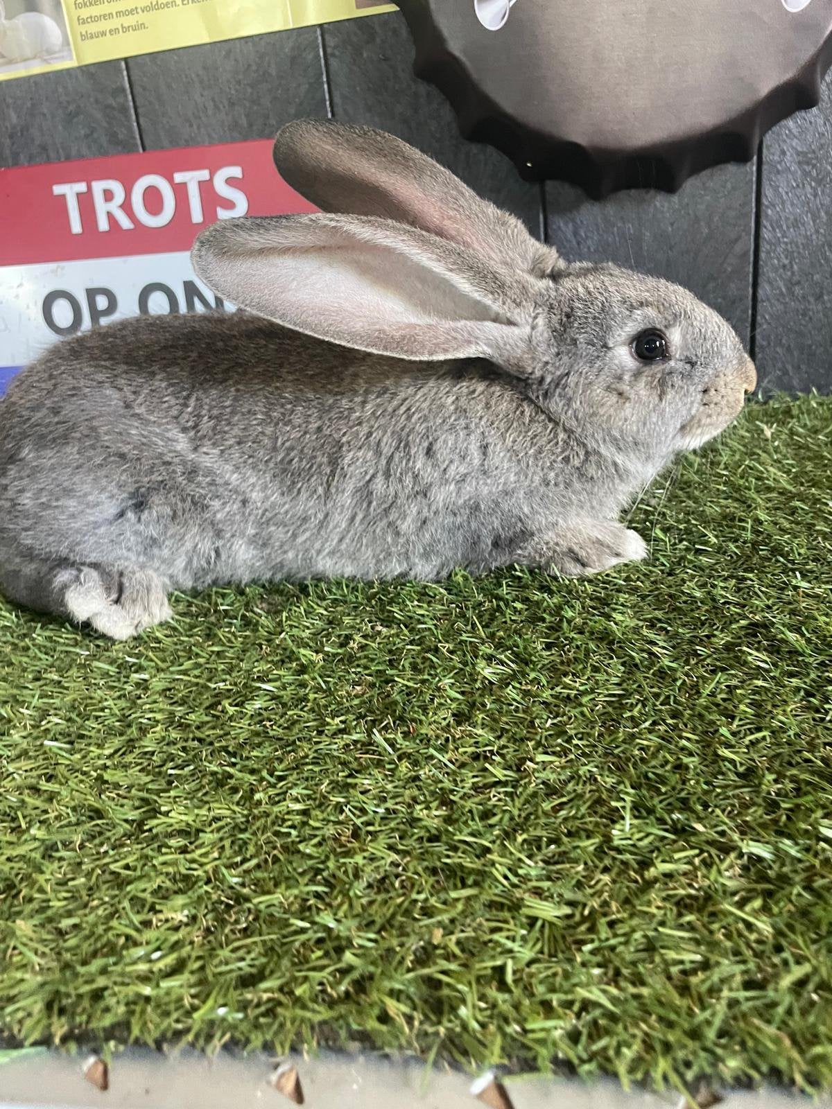 Prachtige Vlaamse Reus ram 6 weken oud, Mannelijk, Groot