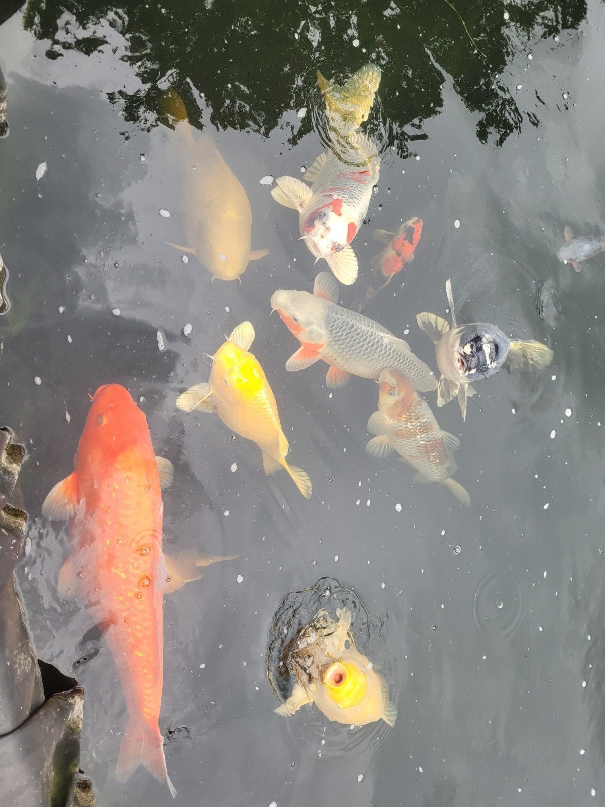 Karachi, Doitsu Karashi, Doitsu Chagoi 2x, Ochiba, Asagi etc, Karper of Koi