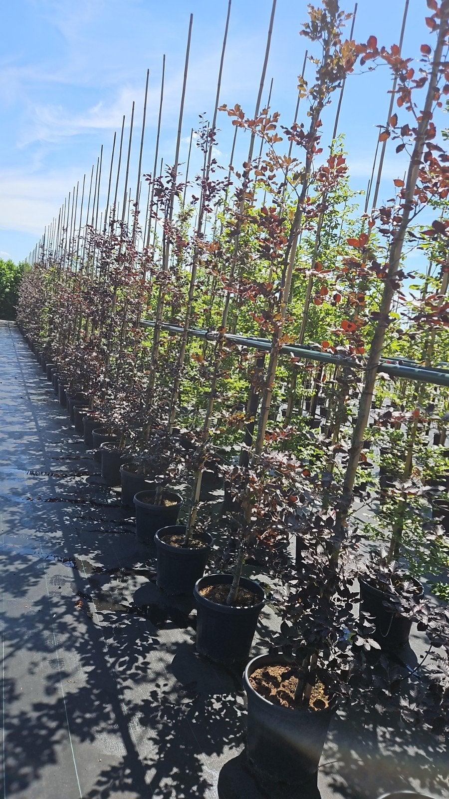 Fagus sylvatica atropunicea te koop!, Bloeit niet, Halfschaduw, Overige soorten, 250 tot 400 cm