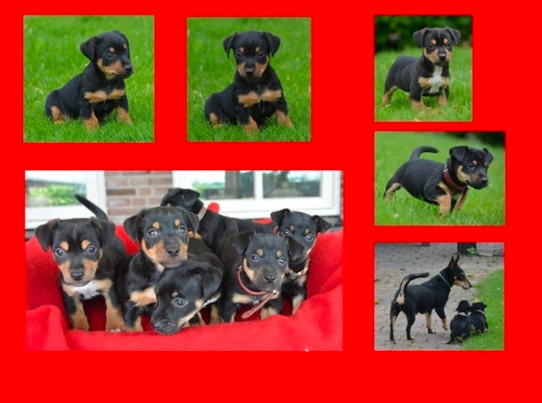 Jack russell pups zeer sociaal. In huis opgegroeid., Dieren en Toebehoren, Parvo, Jack Russell Terriër, 8 tot 15 weken, Meerdere