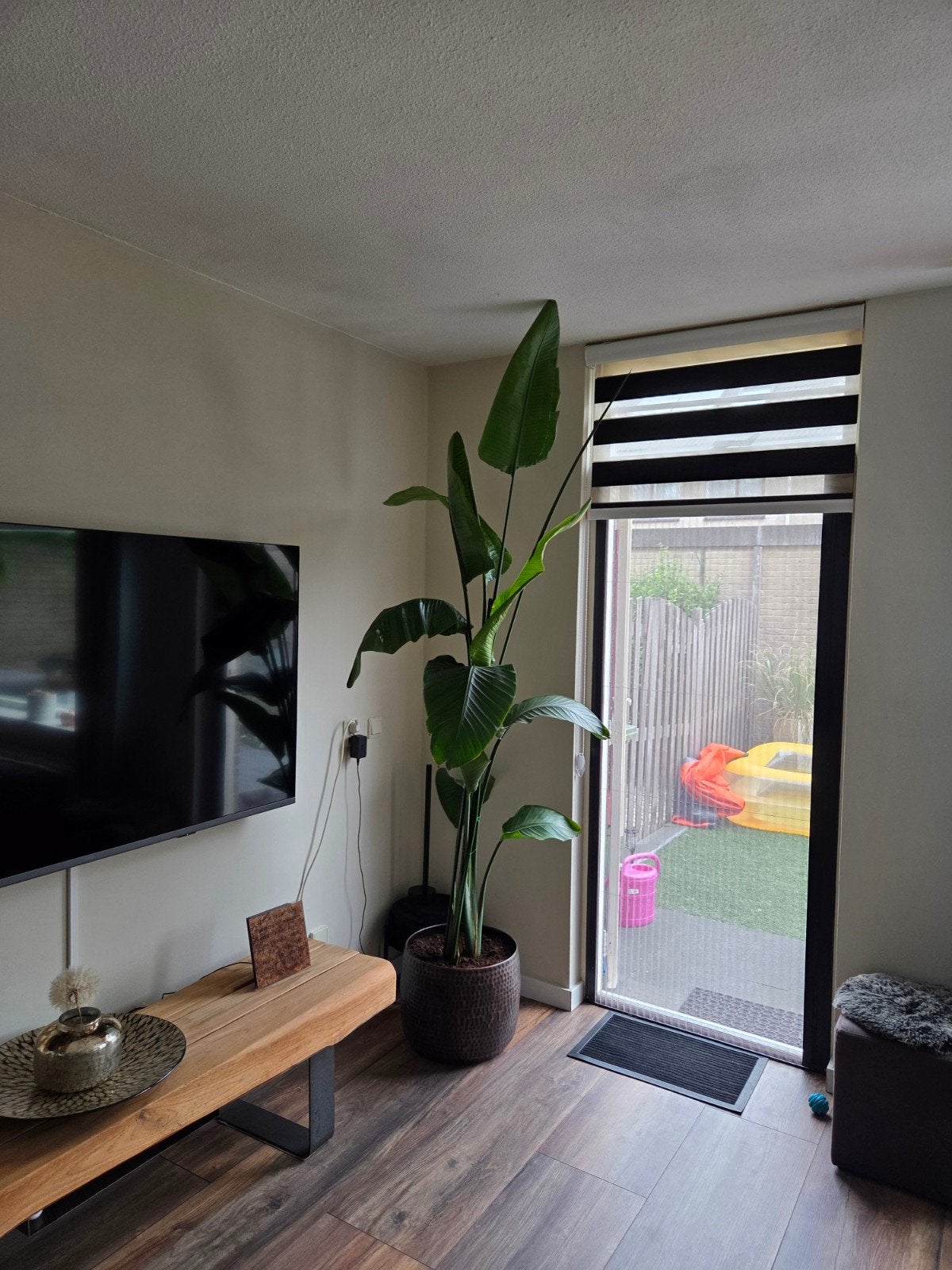 Prachtige Strelitzia Nicolai in pot, Ophalen, 200 cm of meer, Overige soorten, In pot