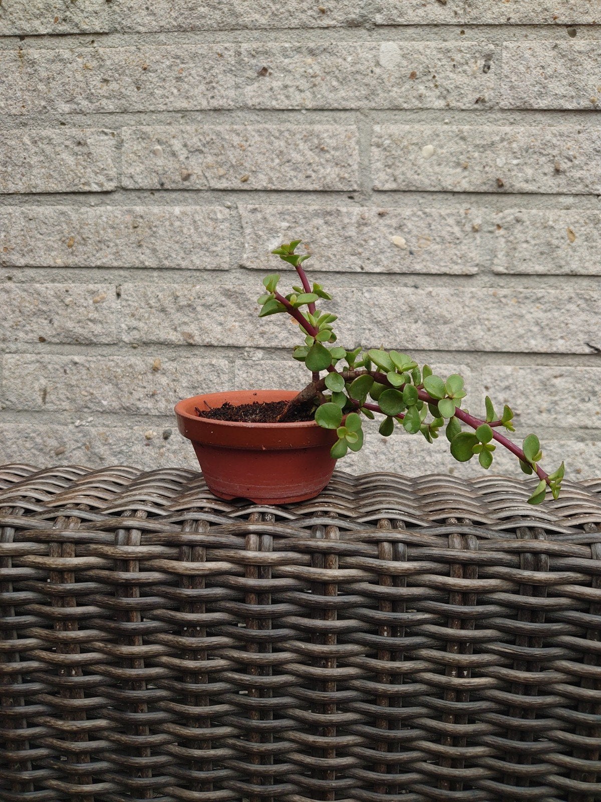 Bonsai Portulacaria Afra in trainingspot, Huis en Inrichting, Kamerplanten, Ophalen, Bonsai