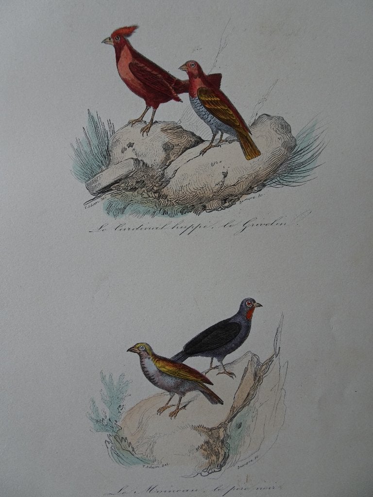 Litho in kleur, vogels Rode Kardinaal, Grivelin, mus 1841, Origineel, Ophalen of Verzenden, Dieren en Natuur, Lithografie