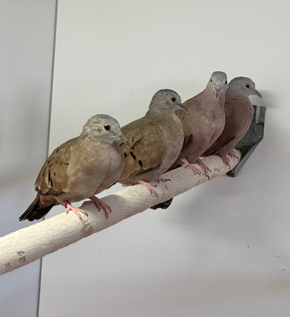 Talpacoti duifjes koppel en man, Meerdere dieren, Overige soorten