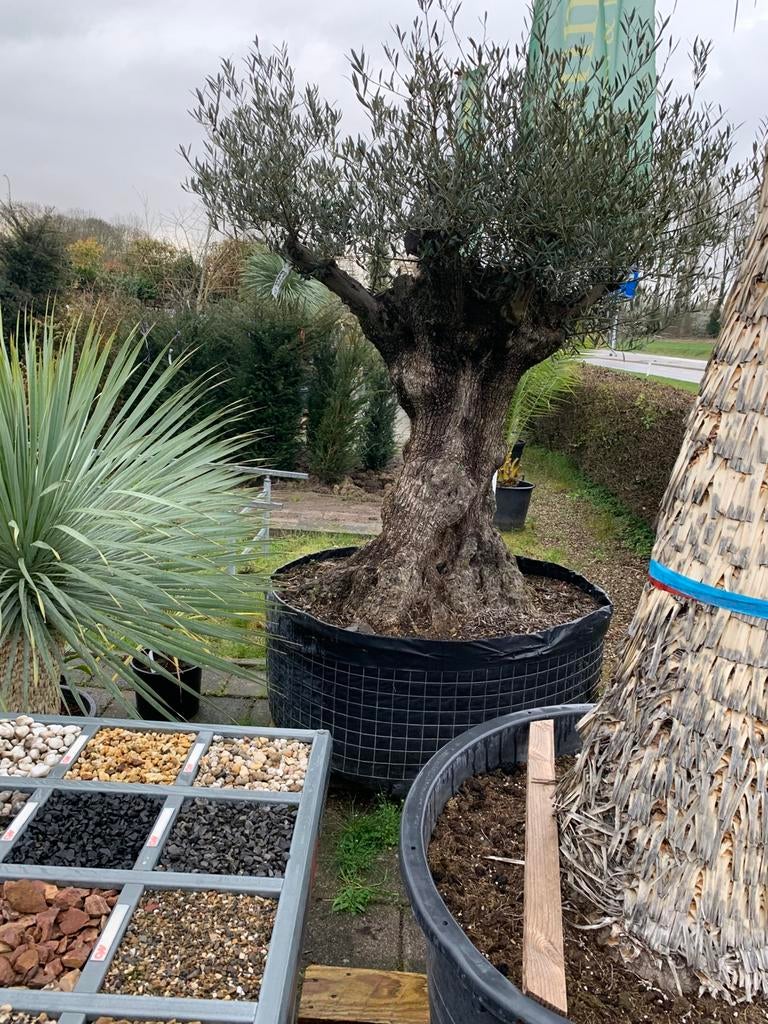 Olijfboom Pata Hojiblanco - 160 jaar oud & winterhard, Tuin en Terras, Planten | Tuinplanten, Ophalen, Volle zon, Vaste plant