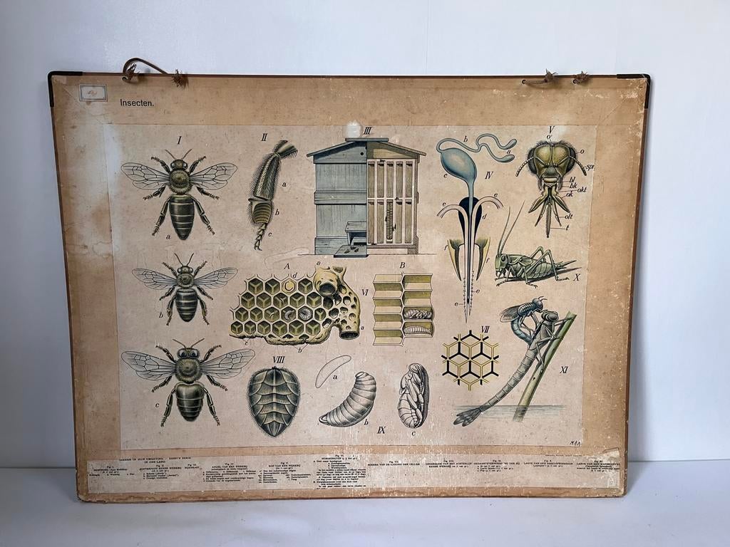 Vintage schoolplaat insecten / roofdieren in den winter, Antiek en Kunst, Ophalen of Verzenden, Natuur en Biologie