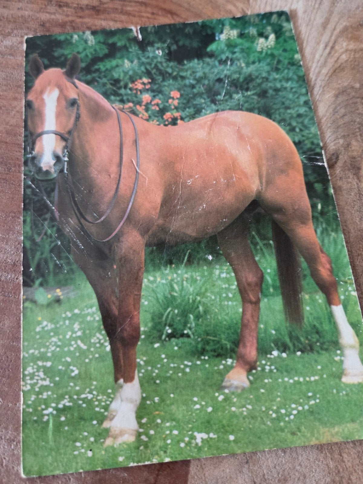 Oude Ansichtkaart: Bruin Paard in de wei, Verzenden, 1980 tot heden, Ongelopen, Paard
