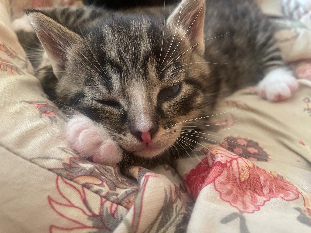 Mooie kater kittens te koop, Dieren en Toebehoren, Meerdere dieren, 0 tot 2 jaar