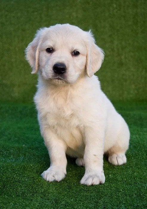 Prachtige Golden Retriever puppy's, Golden retriever, 8 tot 15 weken, Meerdere, Meerdere dieren