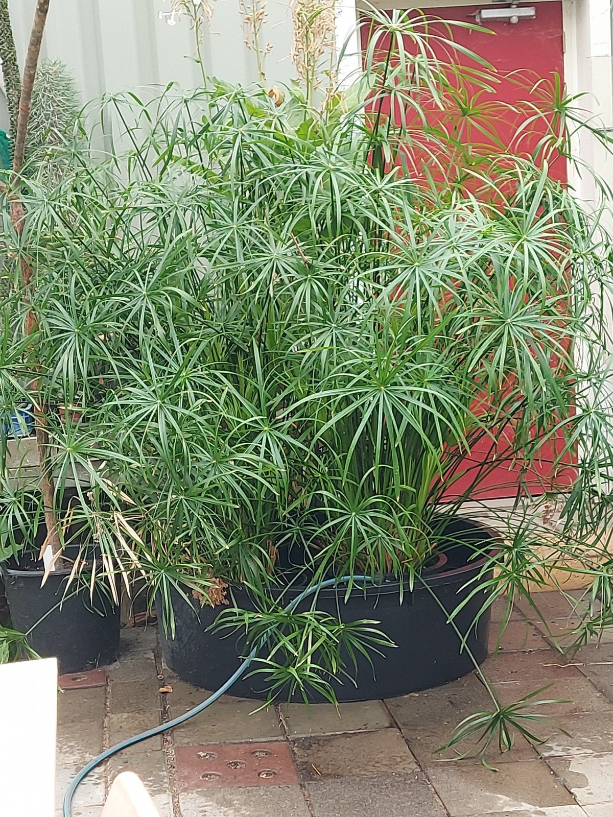 Grote Paparpluplant / Cyperus, Ophalen, Overige soorten, Volle zon