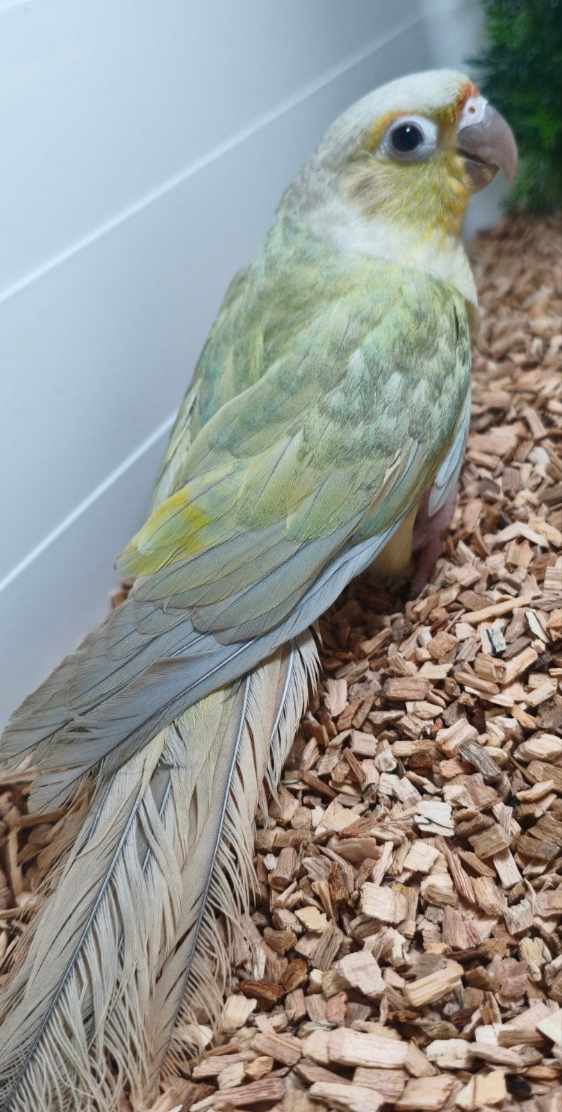 Koppel pyrrhura opaline mint violet, Dieren en Toebehoren, Meerdere dieren, Parkiet, Geringd