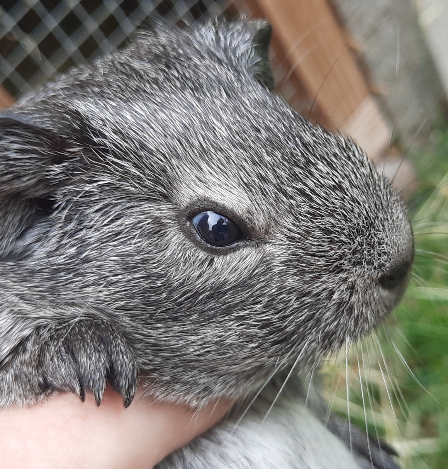 Leuke cavia beertjes, Dieren en Toebehoren, Juli, Mannelijk, Cavia