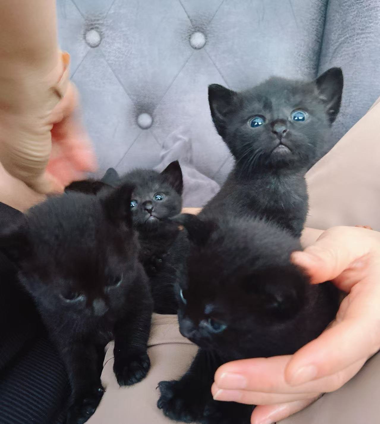 5 schattige kitten zoeken een liefdevol thuis!
