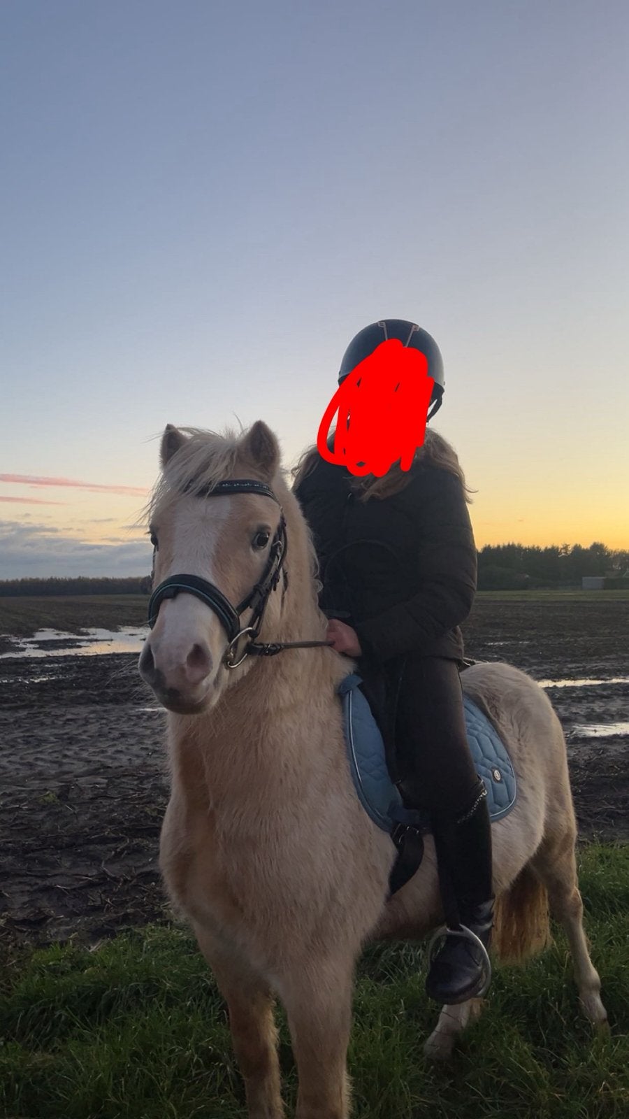 Mooie 4 jarige palomino hengst, Dieren en Toebehoren, Hengst, A pony (tot 1.17m), 3 tot 6 jaar