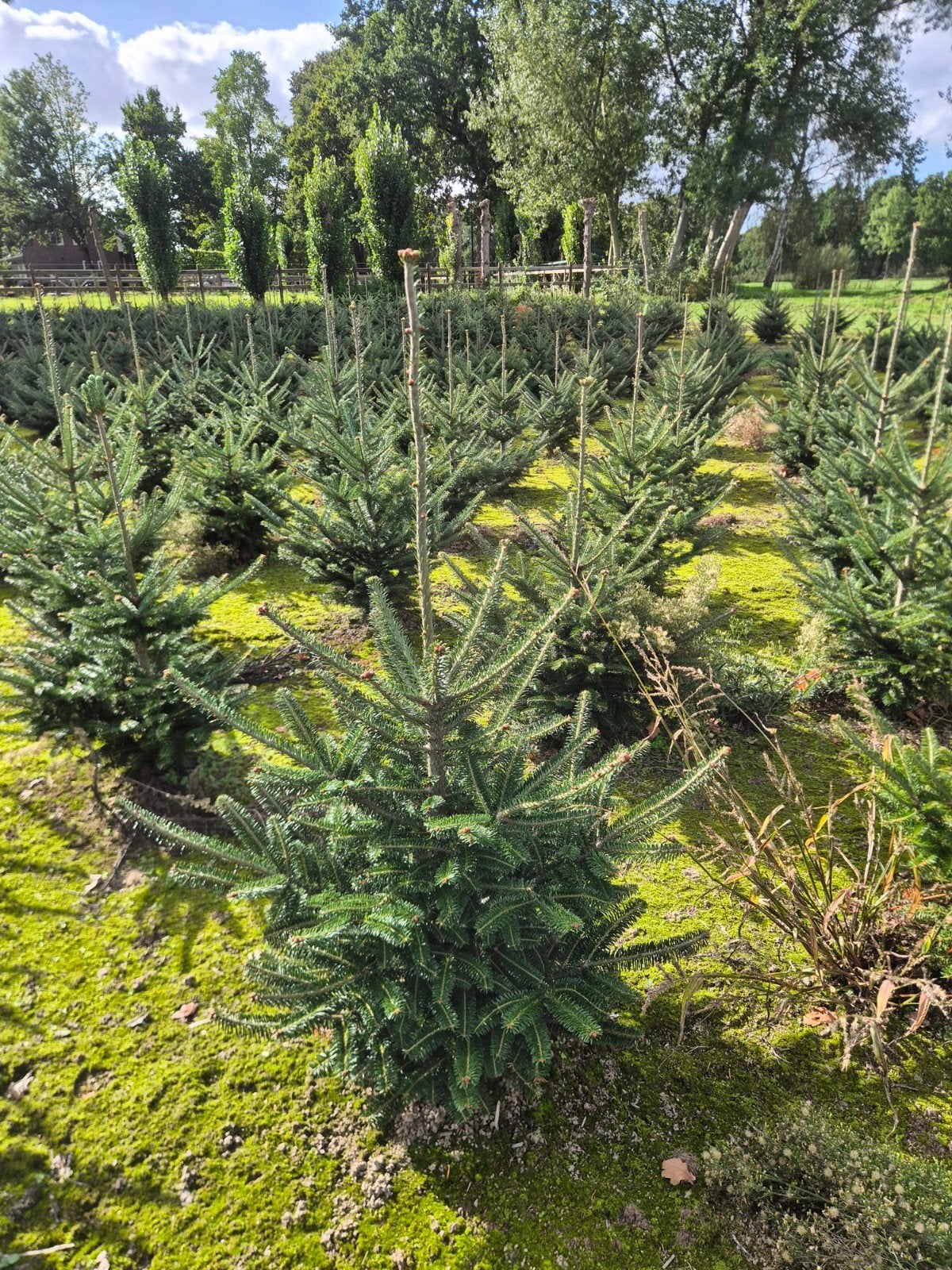 Abies Fraseri kerstbomen, Ophalen of Verzenden, Volle zon, Overige soorten