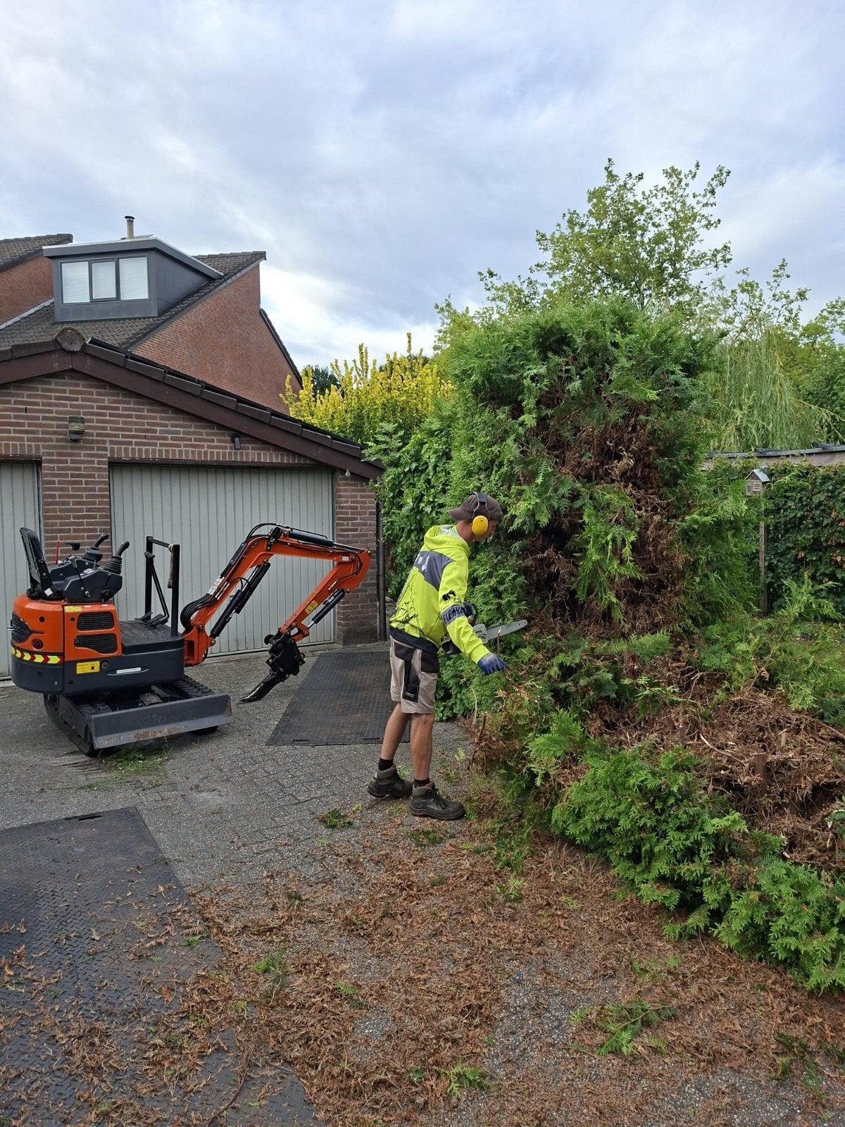 heg struik of haag weghalen of verwijderen, Ophalen of Verzenden, Taxus