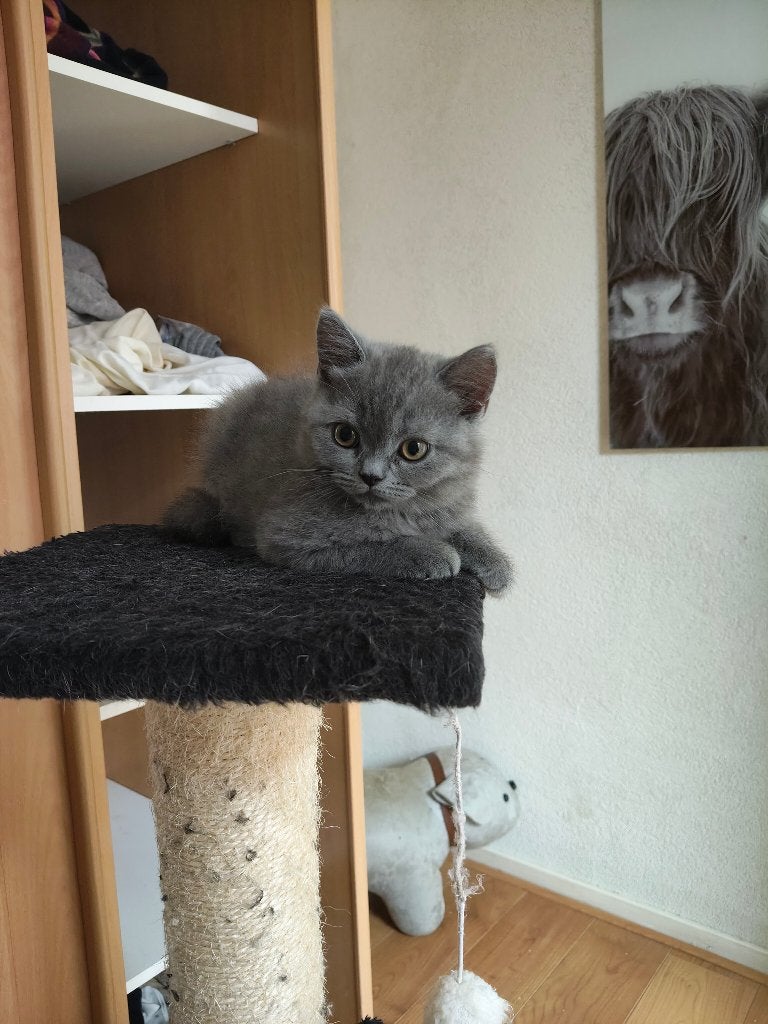 Britse Korthaar Kittens, Dieren en Toebehoren, Katten en Kittens | Raskatten | Korthaar, Poes, Ontwormd, 0 tot 2 jaar