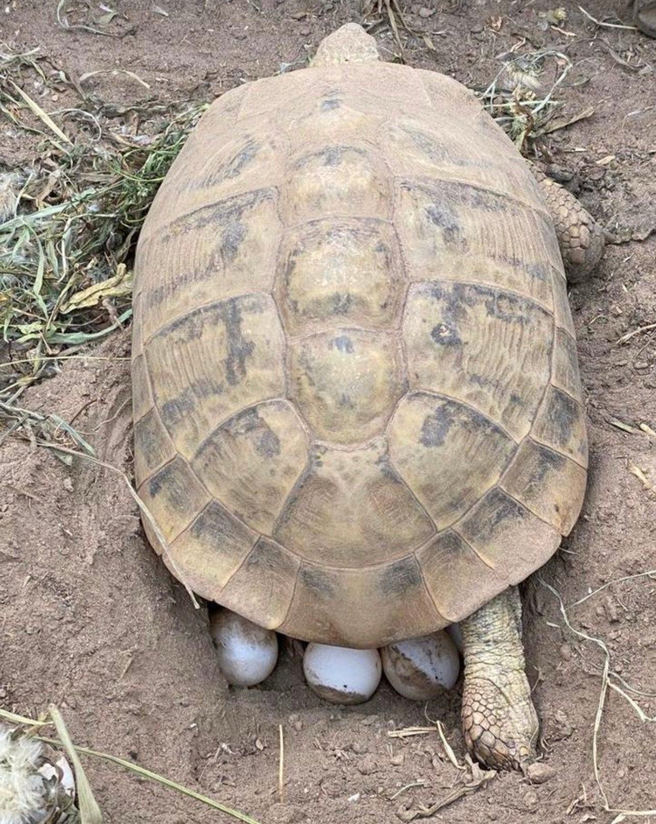 Prachtige, gezonde Griekse Landschildpadden. Nakweek 2026 Tortoise photo 13