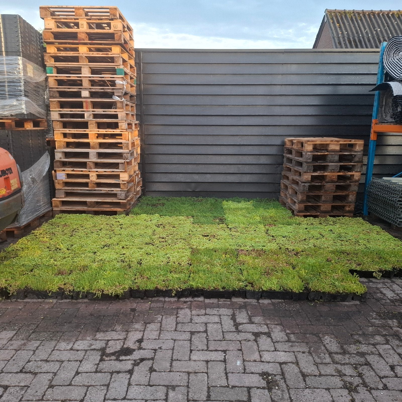 55 Sedumtrays voor 12.5m2 - Direct Groen Dak, Bodembedekkers, Volle zon, Vaste plant, Ophalen of Verzenden