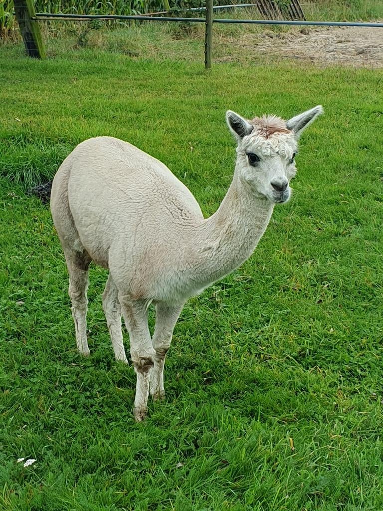Wit/grijzig alpaca dekhengst, Dieren en Toebehoren, Juni, Mannelijk