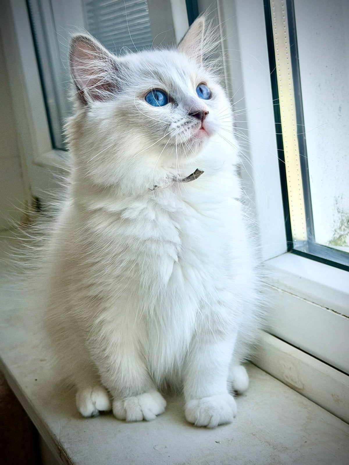 Ragdoll kitten poes Met Stamboom fokken, Dieren en Toebehoren, Poes