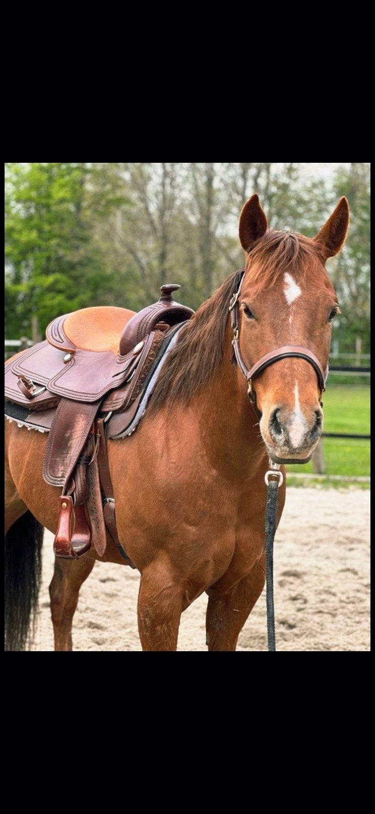 Quarterhorse Merrie, Merrie, Westernpaard, 7 tot 10 jaar
