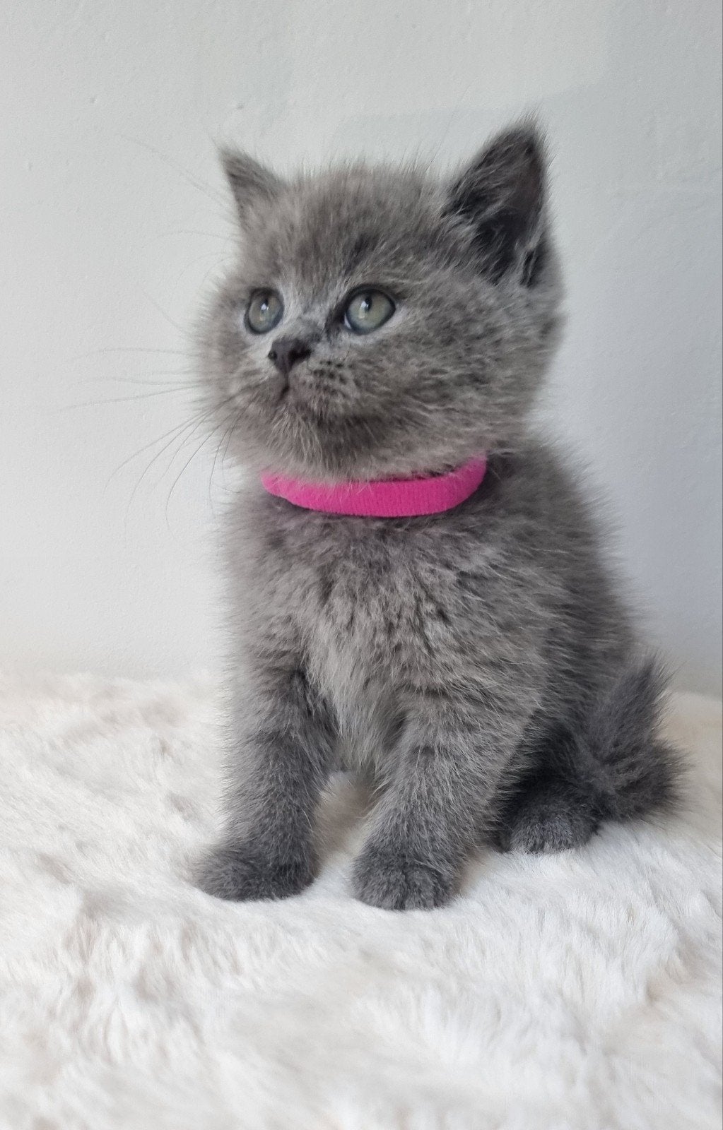 British shorthair kitten, Poes