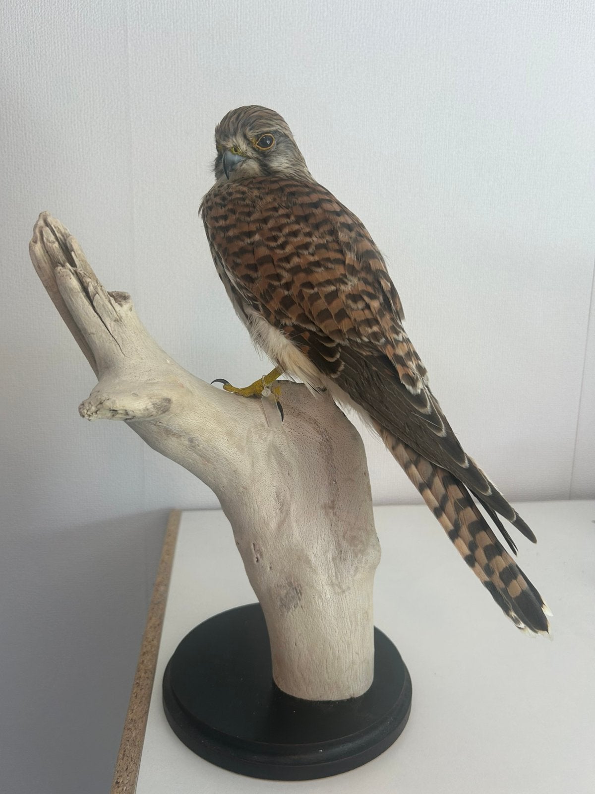 Opgezette torenvalk, Ophalen of Verzenden, Nieuw, Vogel, Opgezet dier