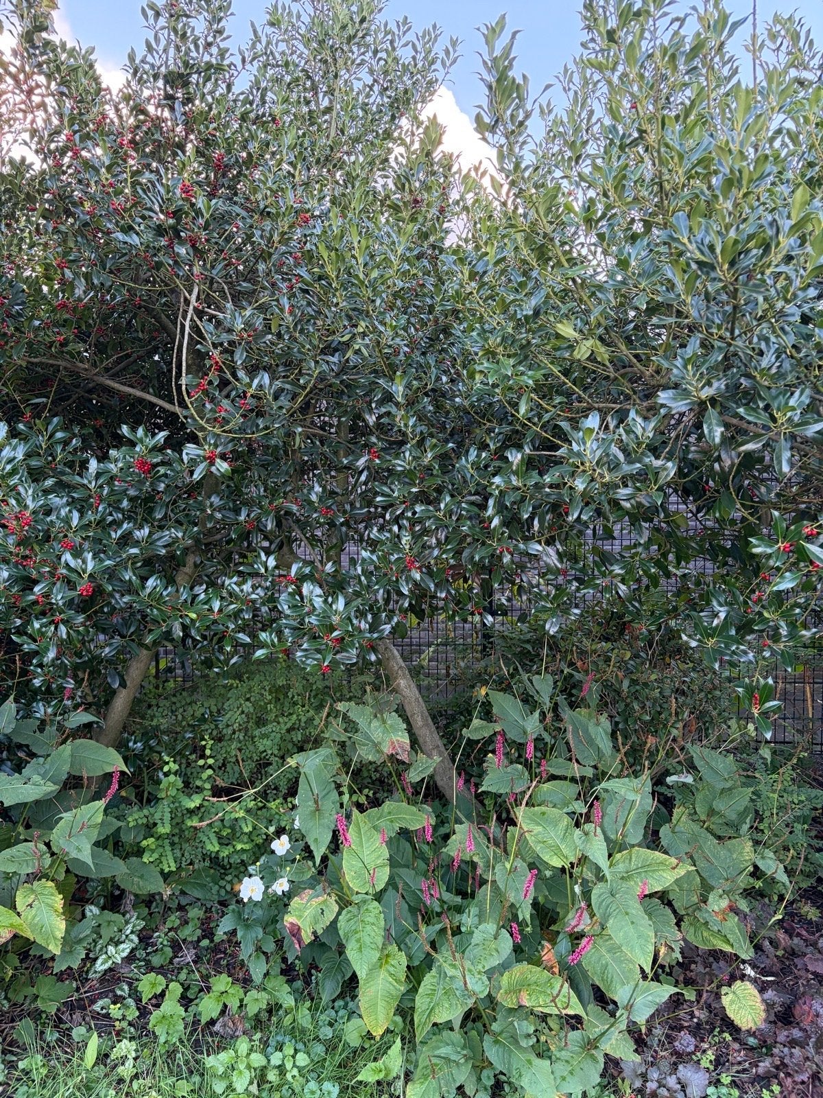 Grote Hulst met Rode Bessen - Ideaal voor Tuin of Park, Ophalen, Winter, Halfschaduw, Overige soorten