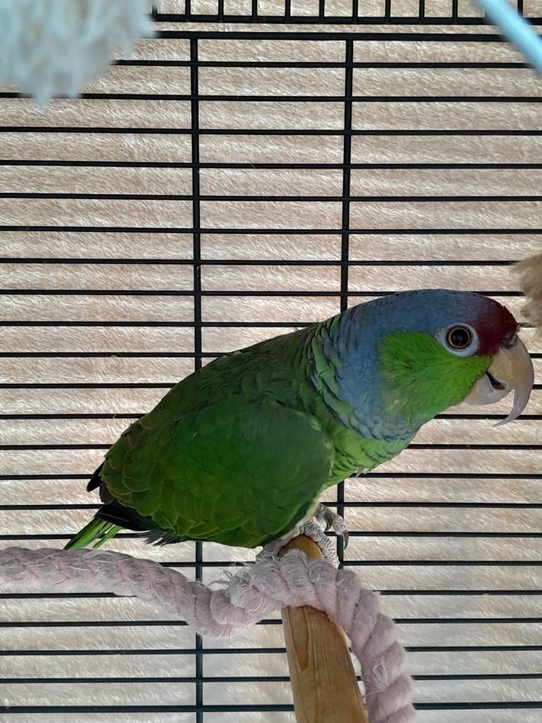 Amazone, Geslacht onbekend, Papegaai