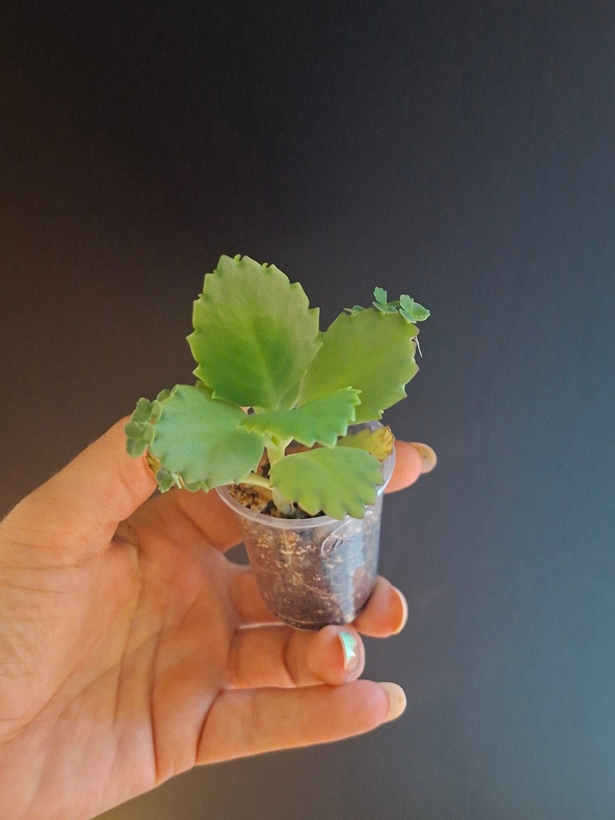 Kalanchoe laetivirens – jong plantje met baby's €2,50, Ophalen of Verzenden, Halfschaduw, Minder dan 100 cm