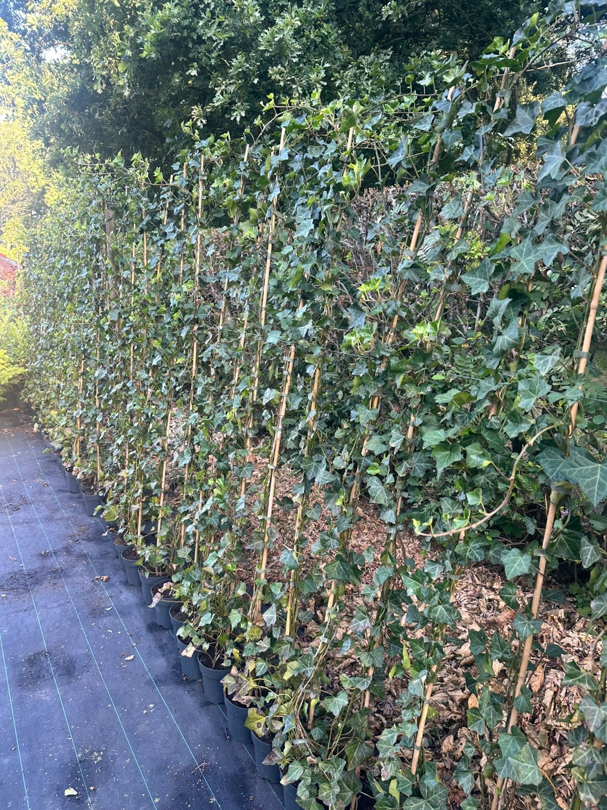 Hedera hibernica (klimop), Tuin en Terras, Ophalen, Overige soorten, 100 tot 250 cm