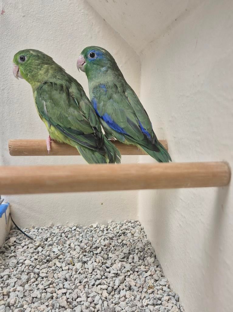 Koppel Oogring Forpussen, Dieren en Toebehoren, Vogels | Parkieten en Papegaaien, Meerdere dieren, Parkiet