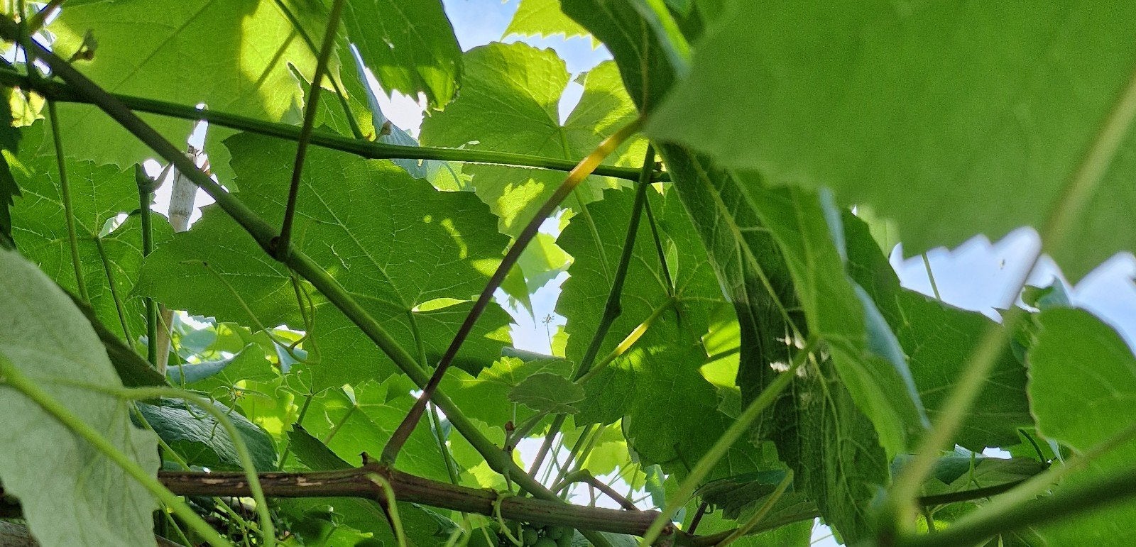 Druivenbladeren, Ophalen, Volle zon
