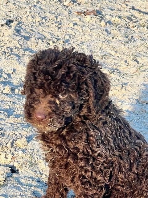 Te koop mooie choco Maltipoo xpoedel pups
