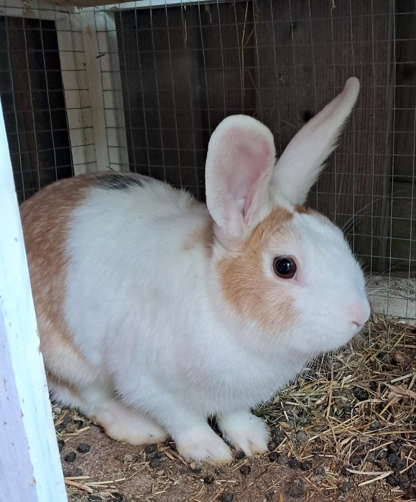2 lieve mannetjes, Dieren en Toebehoren, Konijnen, Mannelijk, 0 tot 2 jaar