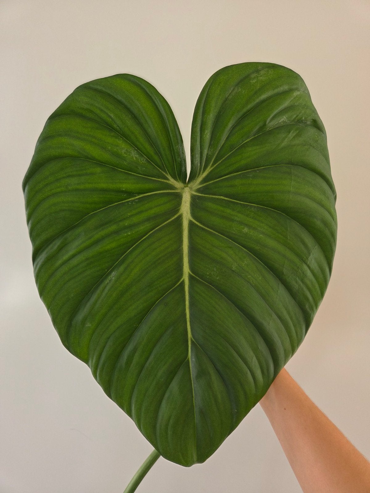 Philodendron McDowell stekken met wortels, Overige soorten, Minder dan 100 cm, Groene kamerplant, Halfschaduw