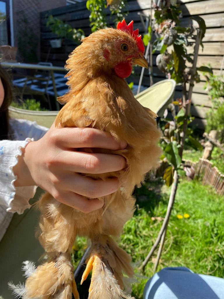 Gratis Cochin kriel haantje, Dieren en Toebehoren, Pluimvee, Mannelijk, Kip