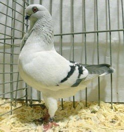 Italiaanse meeuwen, Meerdere dieren, Overige soorten