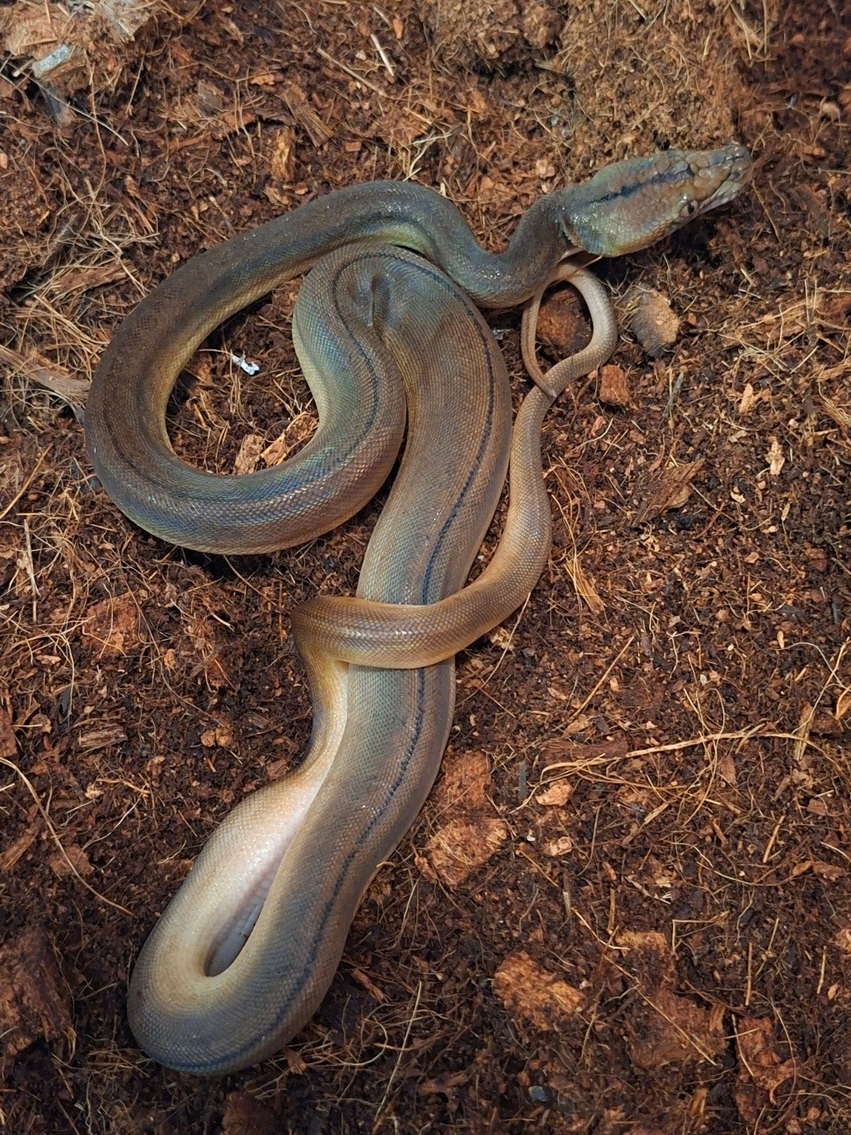 Nk 26 python reticulatus  GC Sunfire Tiger 100% het Purple, Slang, 0 tot 2 jaar