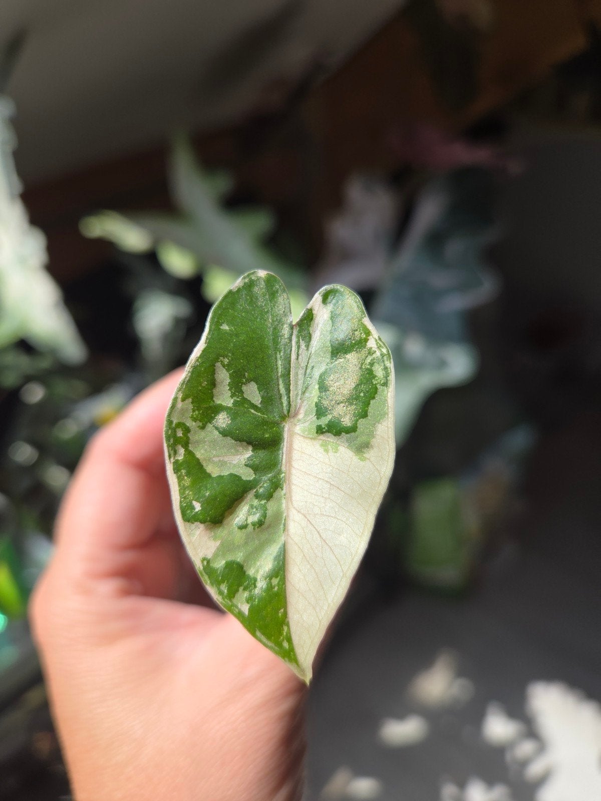 Alocasia pseudo sanderiana pink variegata, Ophalen of Verzenden, Halfschaduw, Minder dan 100 cm