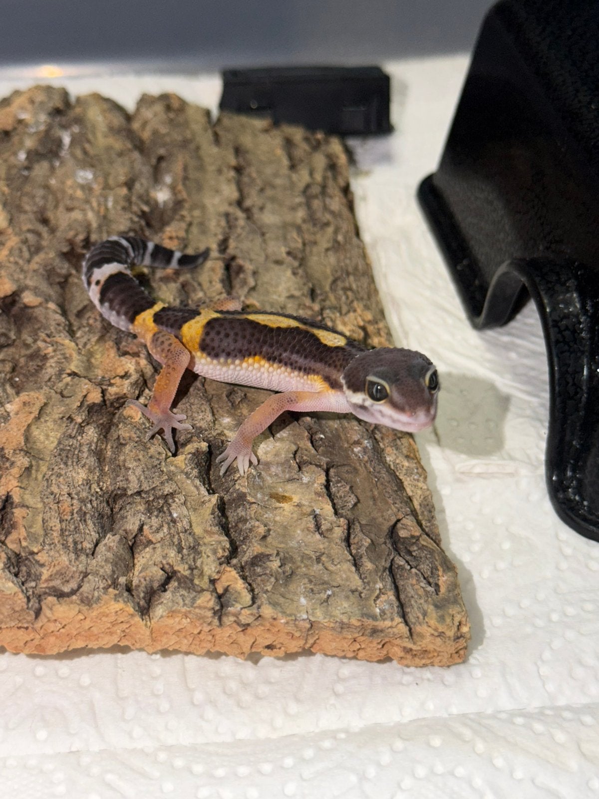 Black night luipaardgekko man, Hagedis, 0 tot 2 jaar