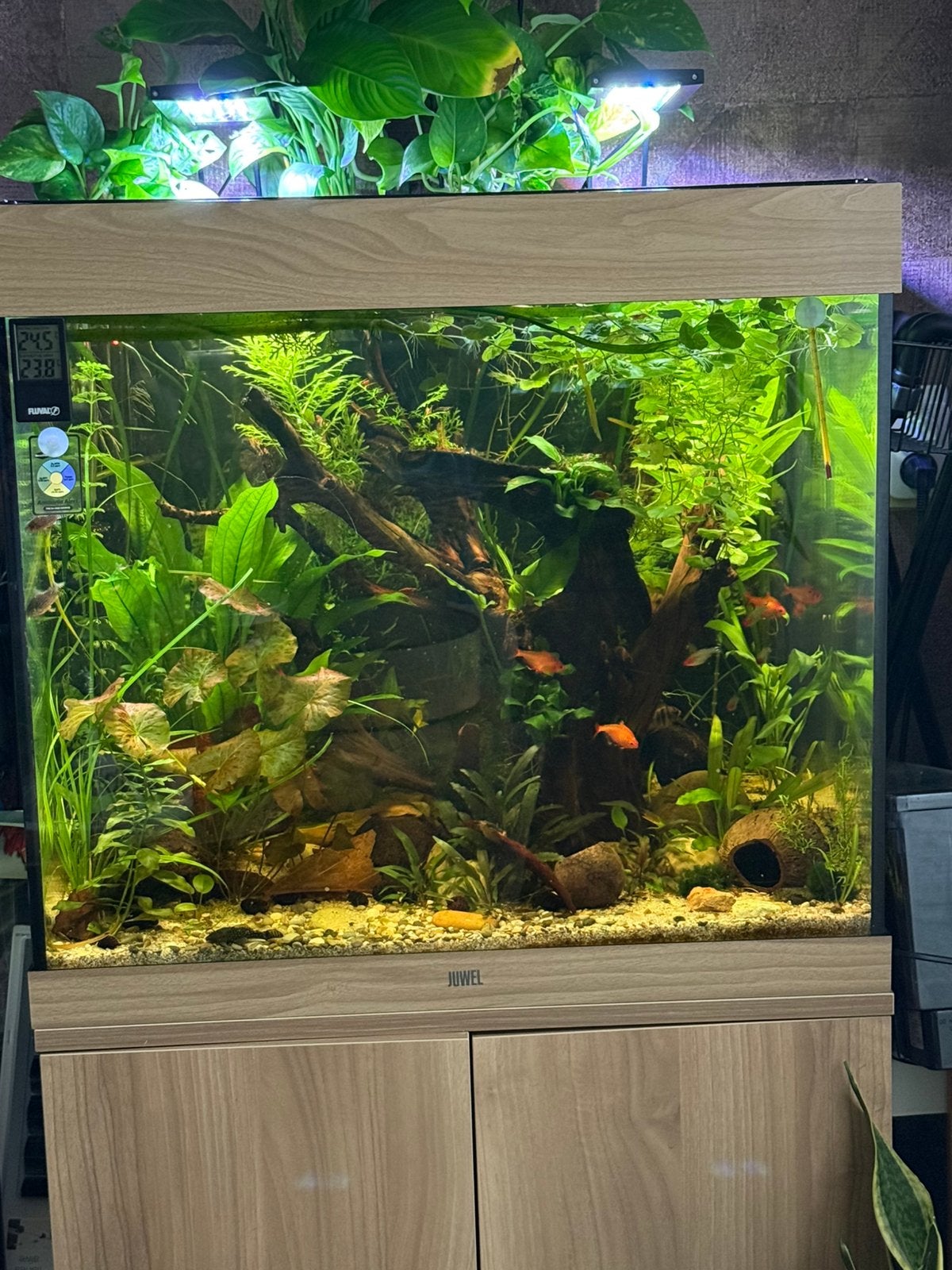Juwel Lido 200L compleet aquarium, Ophalen, Gebruikt, Gevuld zoetwateraquarium, Pomp