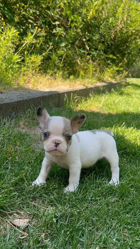 Franse Bulldog ouders aanwezig, Dieren en Toebehoren, Honden | Bulldogs, Pinschers en Molossers, België, Particulier, CDV (hondenziekte)