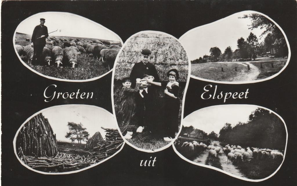 ELSPEET Kudde Bosbouw Klederdracht Groeten, Verzenden, 1940 tot 1960, Ongelopen, Gelderland