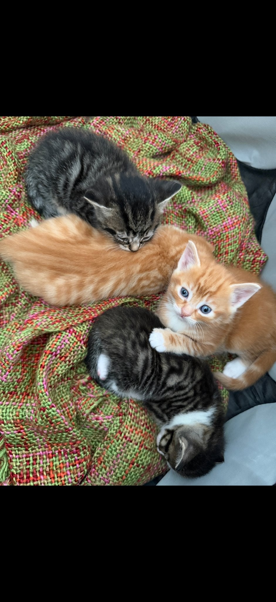 Kittens, Dieren en Toebehoren, Katten en Kittens | Overige Katten, Meerdere dieren, 0 tot 2 jaar