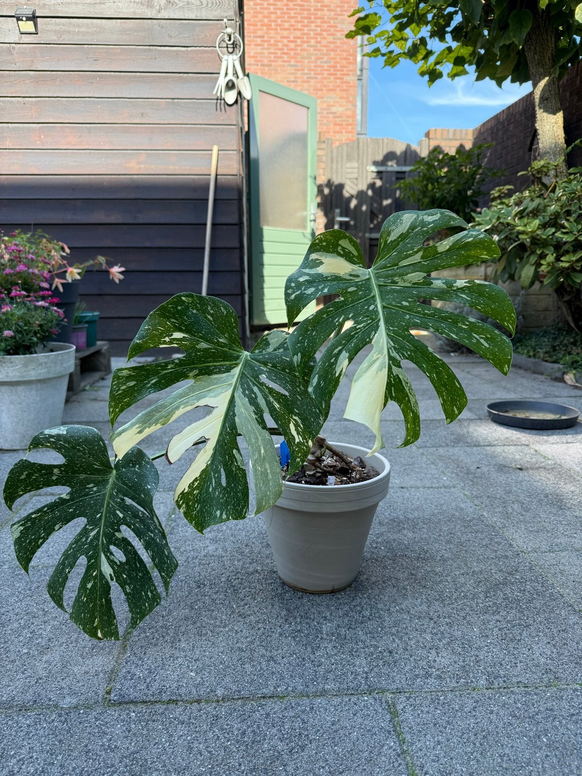 Monstera Thai Constellation - Prachtige Variegata Plant, Huis en Inrichting, In pot, Minder dan 100 cm, Groene kamerplant, Groenteplant