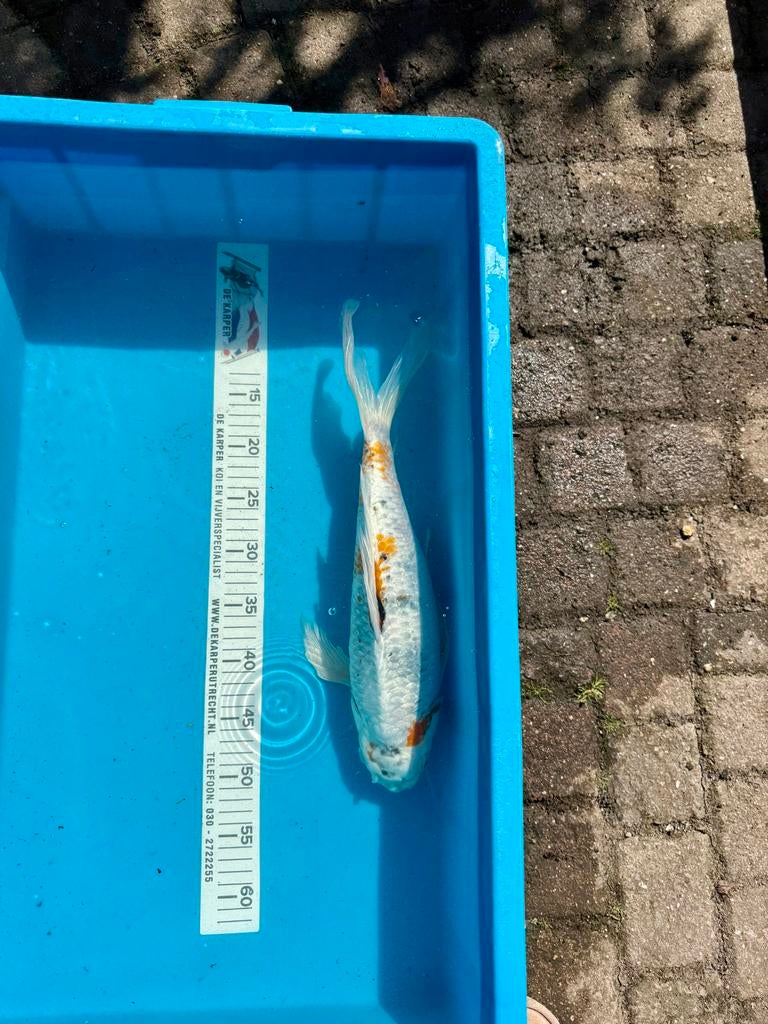 Koi karper Kin showa butterfly female (43cm) zoekt thuis, Karper of Koi